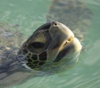 Sea Turtle